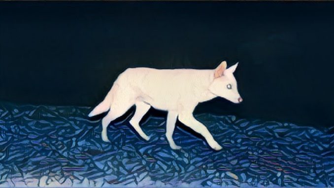 Snow-Jackal